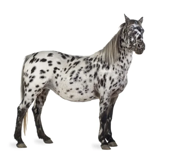 Appaloosa häst — Stockfoto