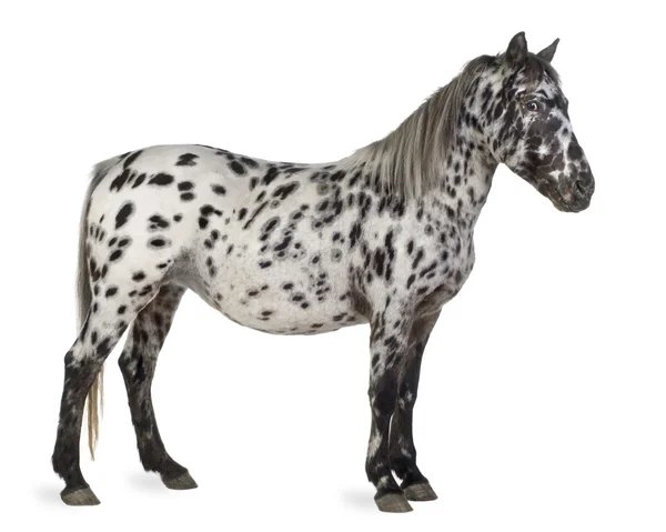 Appaloosa кінь — стокове фото