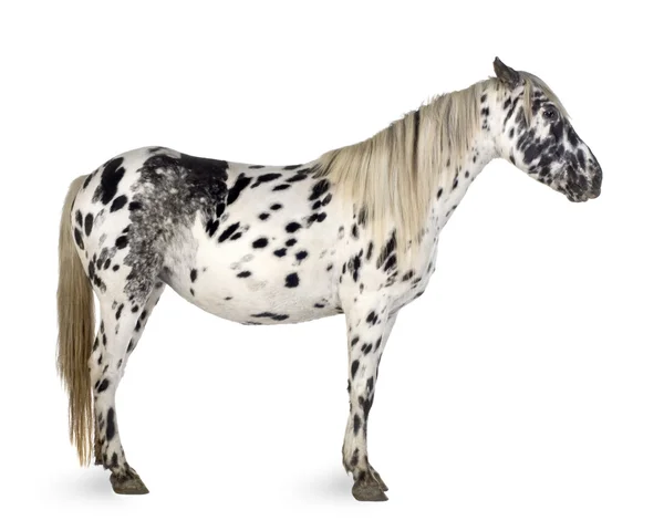 Appaloosa horse — Stock Photo, Image