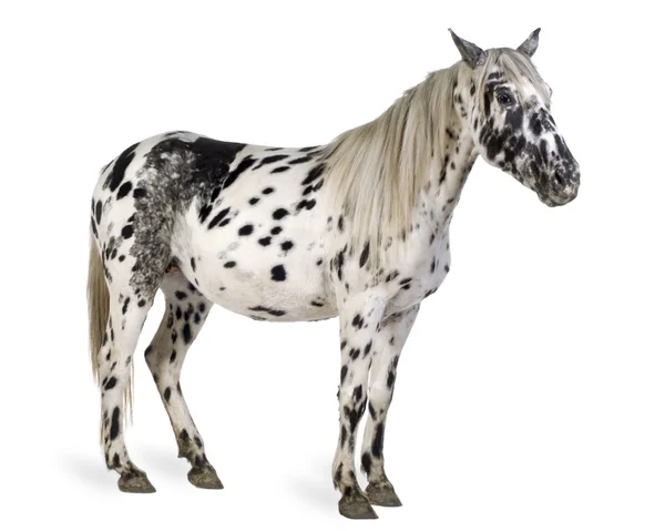 Appaloosa-Pferd — Stockfoto