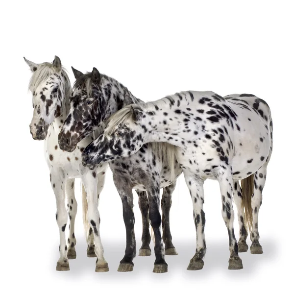 Cavalo Appaloosa — Fotografia de Stock