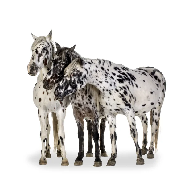 Appaloosa horse — Stock Photo, Image