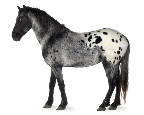 Appaloosa atı — Stok fotoğraf