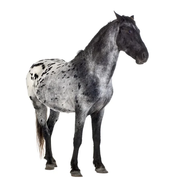 Appaloosa kůň — Stock fotografie