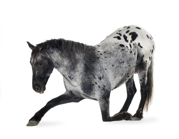 Appaloosa kůň — Stock fotografie
