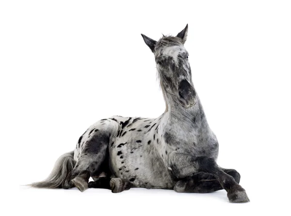 Appaloosa-Pferd — Stockfoto