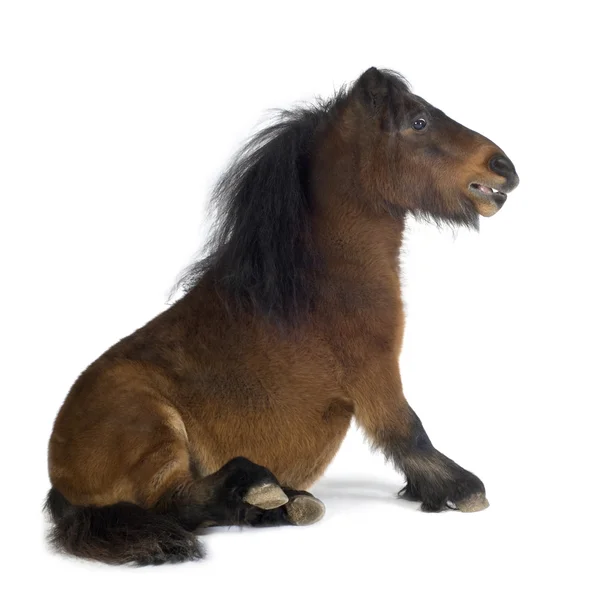 Shetland pony — Φωτογραφία Αρχείου