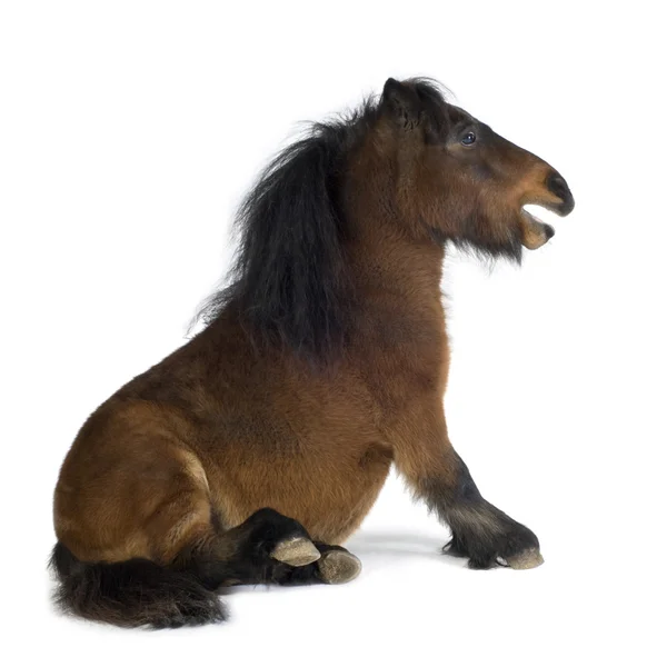 Shetland pony — Stock Photo, Image