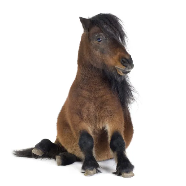 Shetlandský pony — Stock fotografie