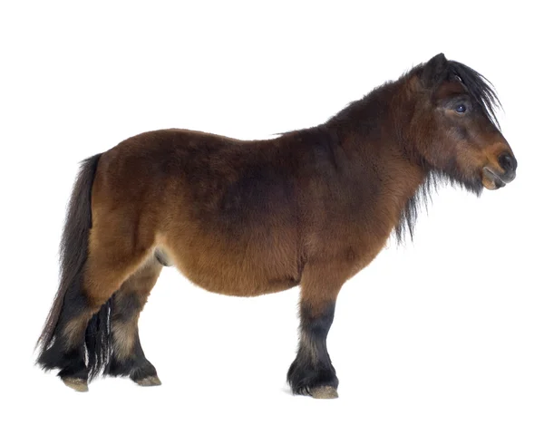 Pony de Shetland —  Fotos de Stock
