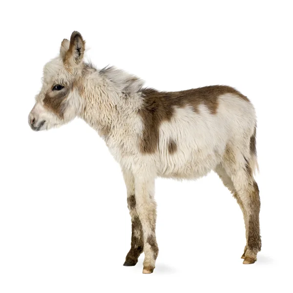 Joven burro — Foto de Stock