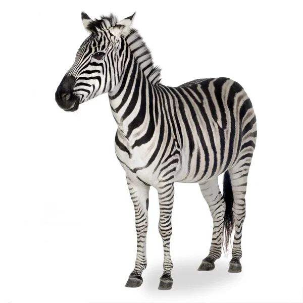Zebra — Zdjęcie stockowe