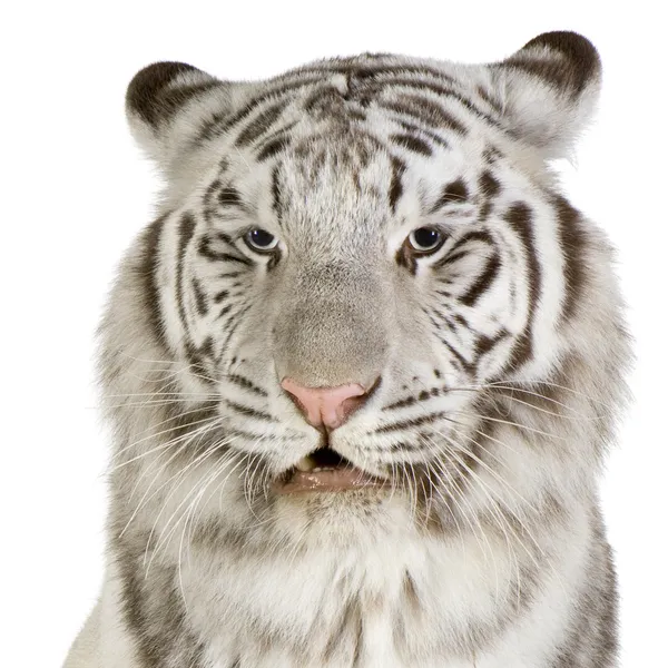 白老虎 — 图库照片