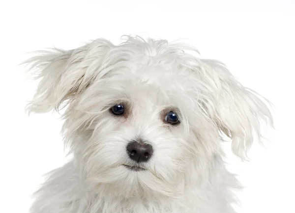 Maltese hond (4 maanden) — Stockfoto