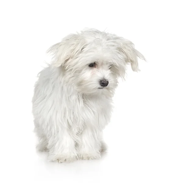 Cão maltês (4 meses ) — Fotografia de Stock