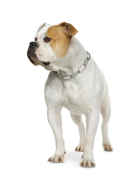 American Bulldog (4 years) — Stock Photo, Image
