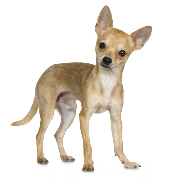 Chihuahua (9 miesięcy) — Zdjęcie stockowe