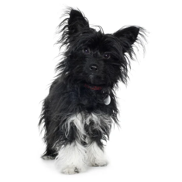 Crossbreed (7 months) Yorkshire terrier and papillon — Stock Photo, Image
