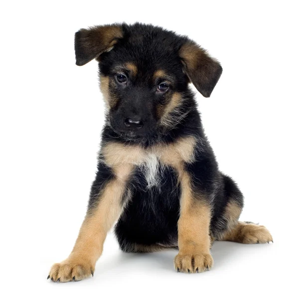 Schäferhund (7 Wochen) Elsässer, Polizeihund — Stockfoto