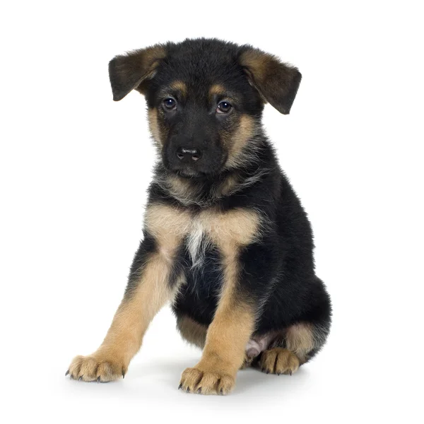Schäferhund (7 Wochen) Elsässer, Polizeihund — Stockfoto