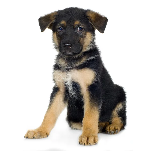Owczarek niemiecki (7 tygodni) Wilczura, pies policyjny — Zdjęcie stockowe