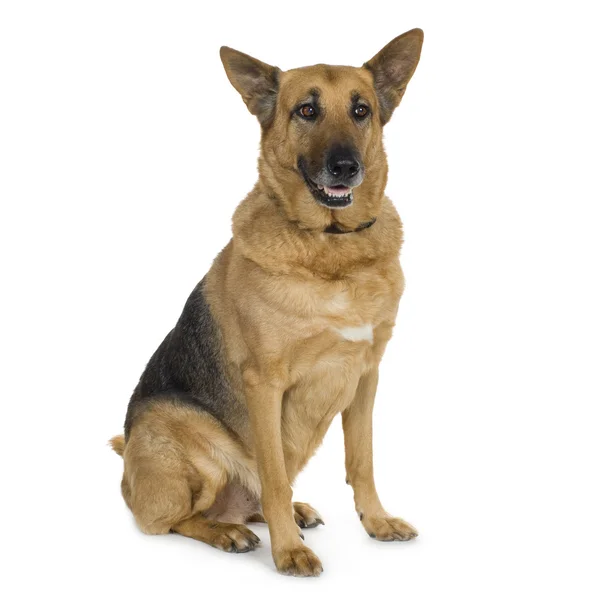 Schäferhund (9 Jahre) Elsässer, Polizeihund — Stockfoto