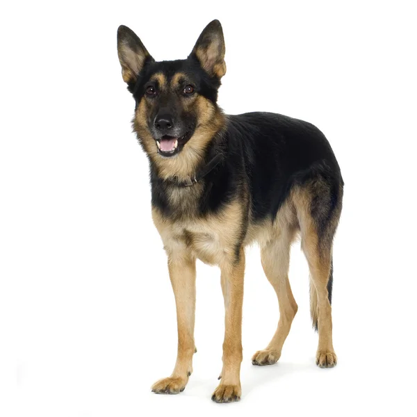 Schäfer (4 år) elsassiska, polishund — Stockfoto