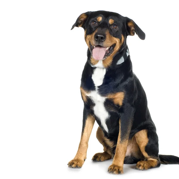 Crossbreed Beagle and Rottweiler (6 лет) ) — стоковое фото