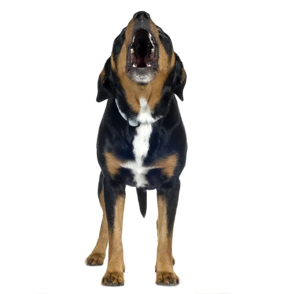 Beagle ve Rottweiler (6 yıl crossbreed) — Stok fotoğraf