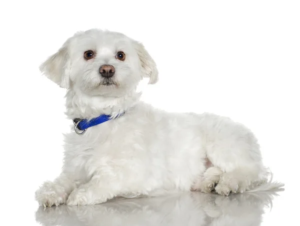 Maltese dog (5 years) — Stock Photo, Image