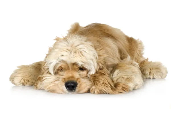 美国可卡犬 (7 个月) — 图库照片
