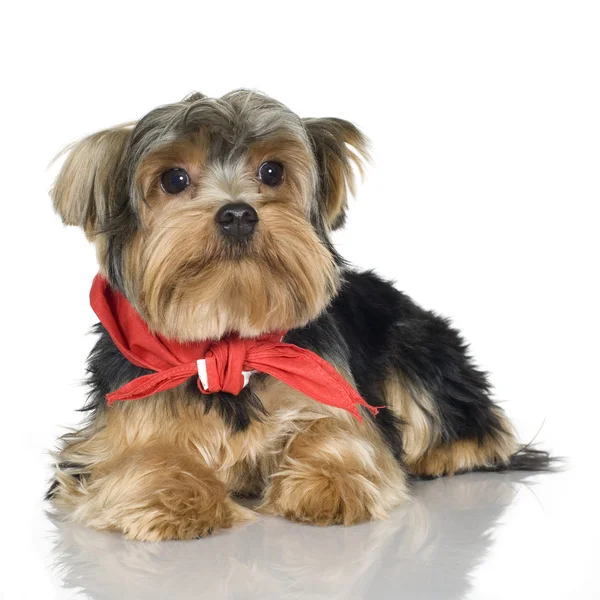 Yorkshire Terrier (1 an ) — Photo