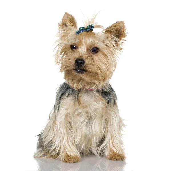 Yorkshire Terrier (2 anni ) — Foto Stock