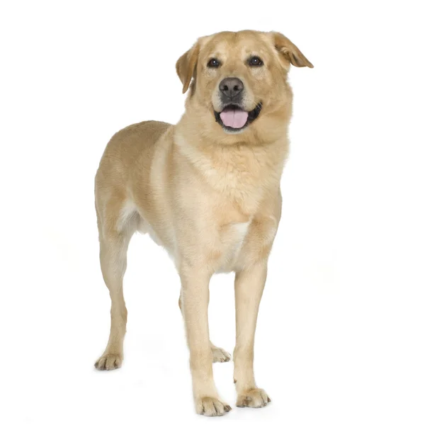 Labrador (7 jaar) — Stockfoto