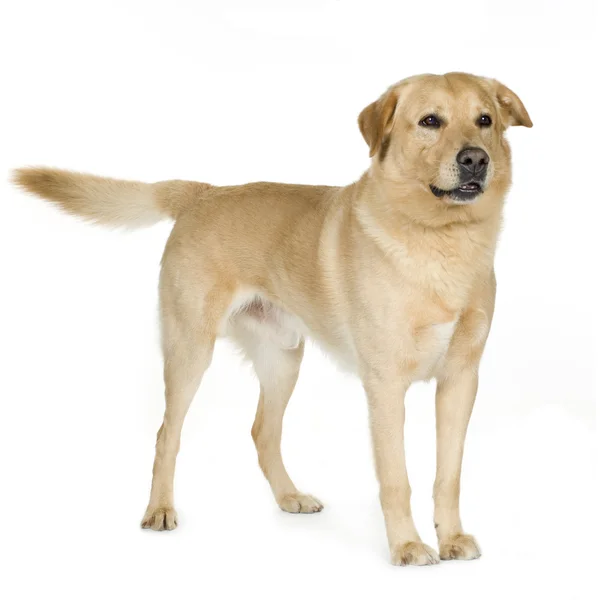 Labrador (7 år) — Stockfoto