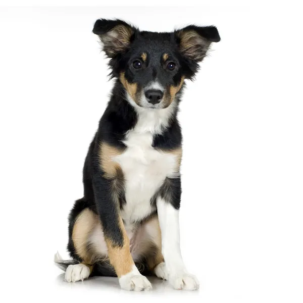 Stock image Border Collie (4 months)