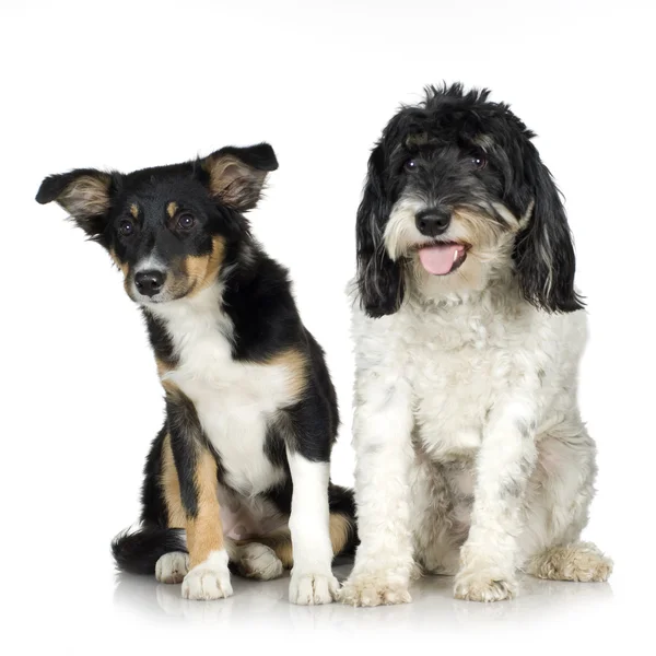 Tibetan Terrier (3 years) and puppy Border Collie (4 months) — Stock Photo, Image