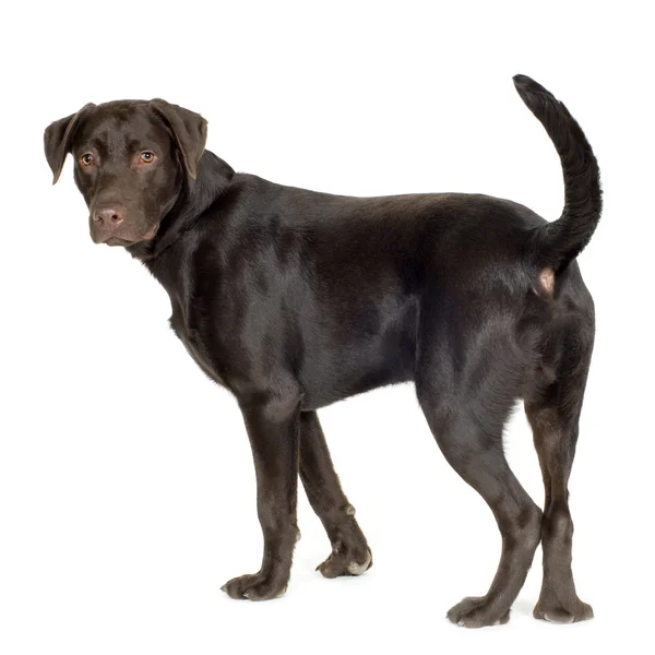 Labrador (8 månader) — Stockfoto