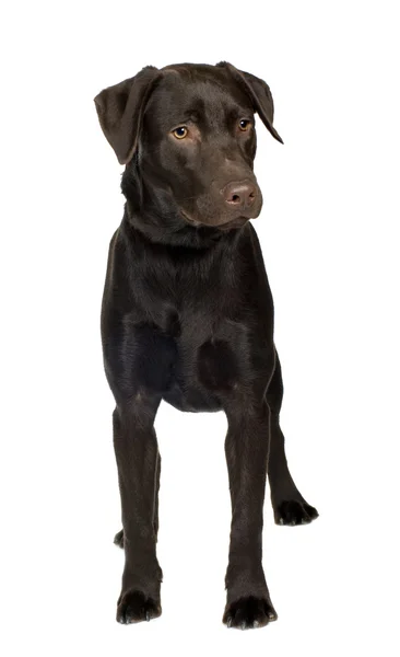 Labrador (8 měsíců) — Stock fotografie