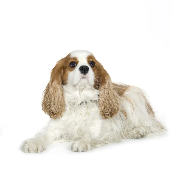 Cavalier King Charles Spaniel (4 år) — Stockfoto