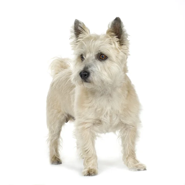 Cairn Terrier (11 lat) — Zdjęcie stockowe