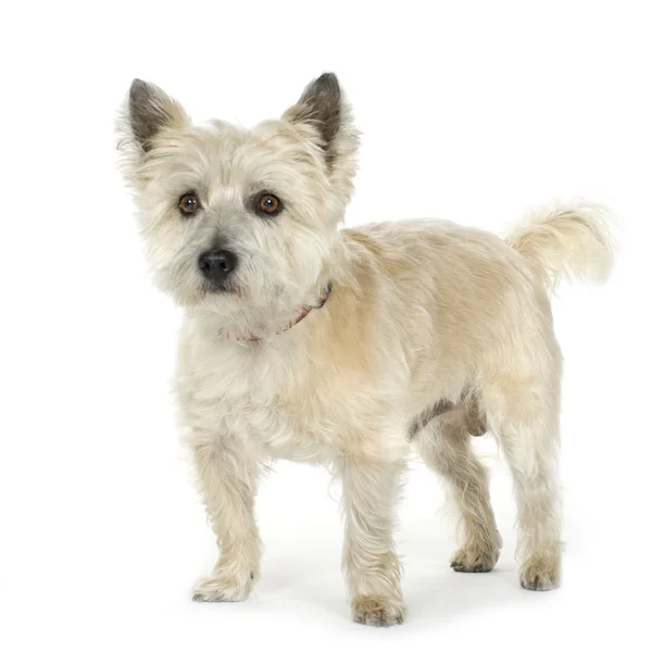 Cairn Terrier (11 år) — Stockfoto
