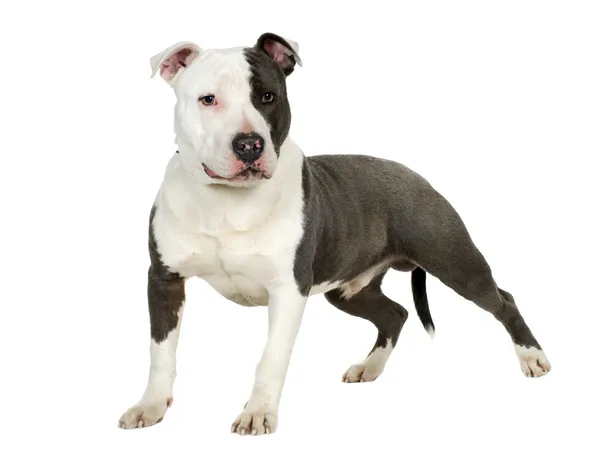 American Staffordshire terrier (7 months) in front of a white background — Stock Photo, Image