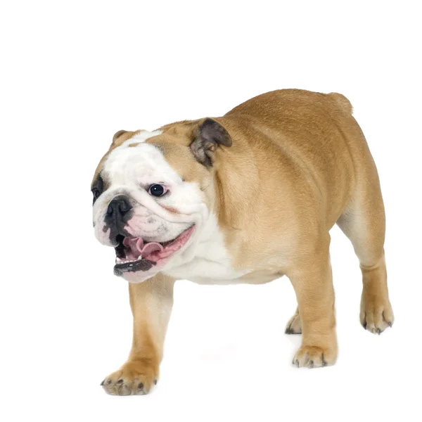 Engels Bulldog (6 maanden) — Stockfoto