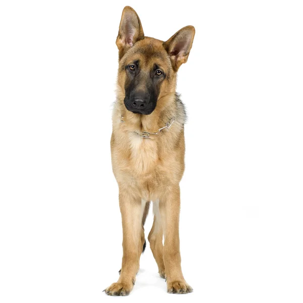 Немецкая овчарка (7 месяцев) эльзасская, собака полицейская — стоковое фото