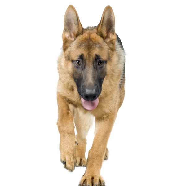 Pastore tedesco (7 mesi) alsaziano, cane poliziotto — Foto Stock