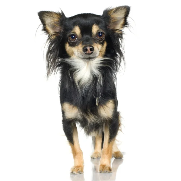 Chihuahua (2 anos ) — Fotografia de Stock
