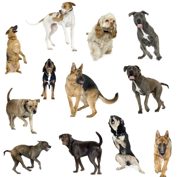 Zbiór 12 psy w różnych pozycjach. — Zdjęcie stockowe