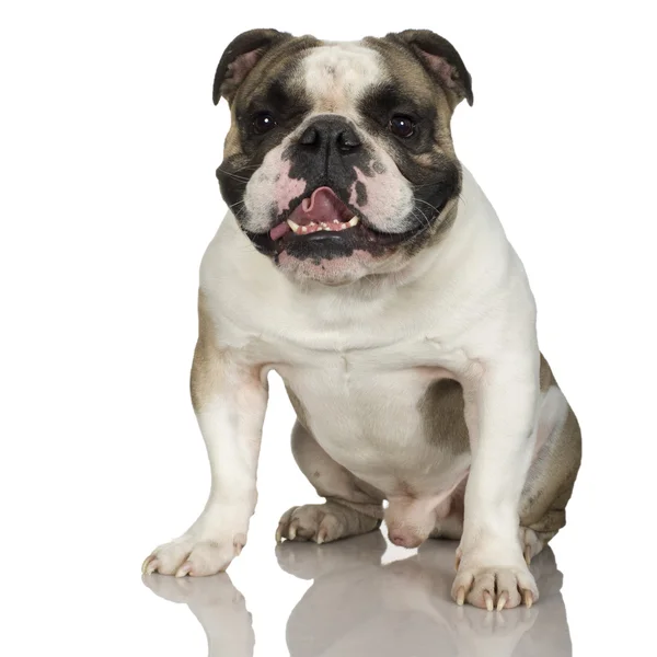 Engelsk bulldogg (3 år) — Stockfoto