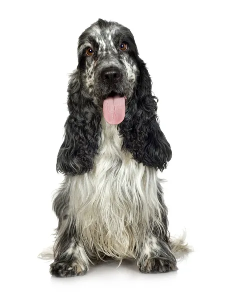 英国可卡犬 (3 年) — 图库照片